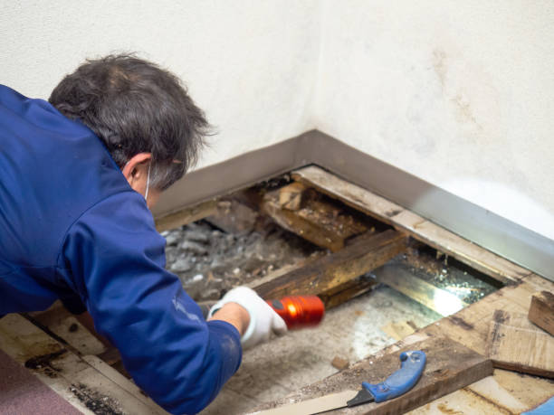Best Crawl Space Mold Remediation in West Islip, NY