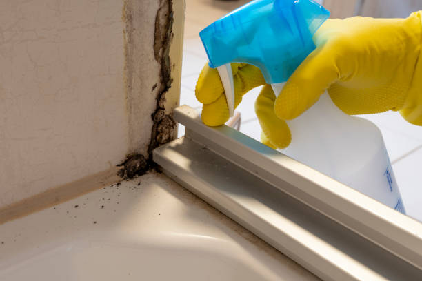 Best Basement Mold Remediation in West Islip, NY